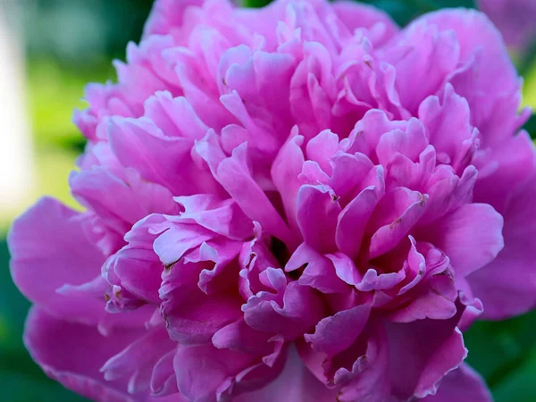 庭の装飾として美しいピンクの庭牡丹の花 — ストック写真