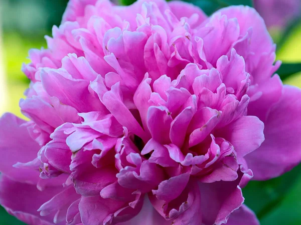 Belle Fleur Pivoine Jardin Rose Comme Décoration Jardin — Photo