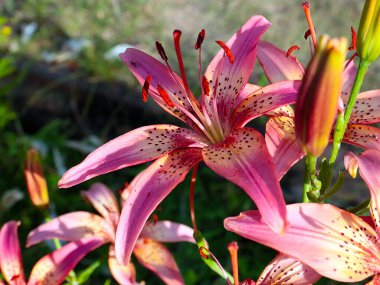 Çiçekli kaplan zambak bahçedeki çimlerde