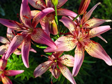 Çiçekli kaplan zambak bahçedeki çimlerde