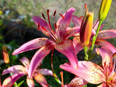 Çiçekli kaplan zambak bahçedeki çimlerde