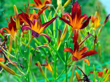 Çiçekli kaplan zambak bahçedeki çimlerde