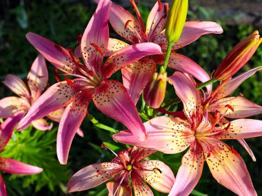 Çiçekli kaplan zambak bahçedeki çimlerde