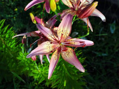 Çiçekli kaplan zambak bahçedeki çimlerde