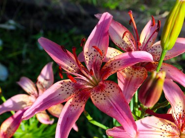 Çiçekli kaplan zambak bahçedeki çimlerde