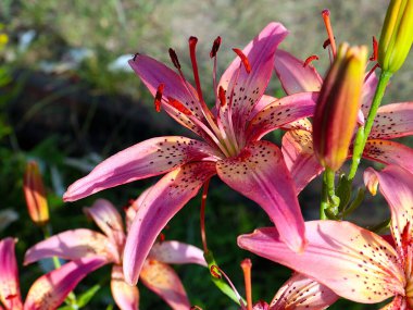 Çiçekli kaplan zambak bahçedeki çimlerde