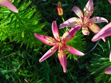 Çiçekli kaplan zambak bahçedeki çimlerde