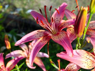 Çiçekli kaplan zambak bahçedeki çimlerde