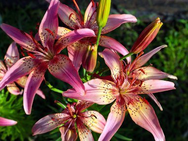 Çiçekli kaplan zambak bahçedeki çimlerde