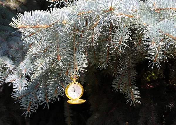 Zabytkowy Zegarek Kieszonkowy Gałęziach Sosny Noworocznej Wigilię Bożego Narodzenia — Zdjęcie stockowe