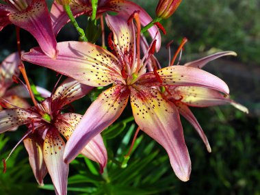 Çiçekli kaplan zambak bahçedeki çimlerde