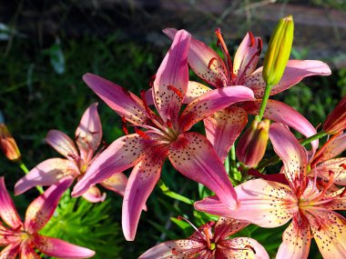 Çiçekli kaplan zambak bahçedeki çimlerde