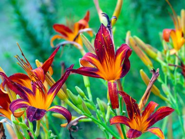 Çiçekli kaplan zambak bahçedeki çimlerde