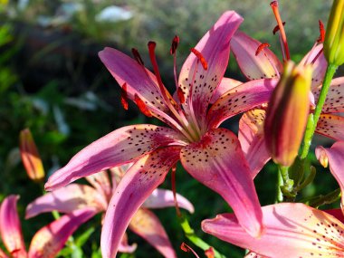 Çiçekli kaplan zambak bahçedeki çimlerde