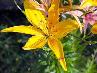 Sarı bahçe zambağının güzel çiçeği park alanında