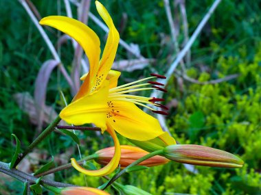 Sarı bahçe zambağının güzel çiçeği park alanında