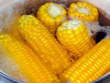 Güzel olgun mısır başakları. Yemek için kaynatma sürecinde.