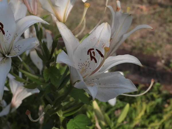 Vacker Blomma Gul Trädgård Lilja Parken Området — Stockfoto