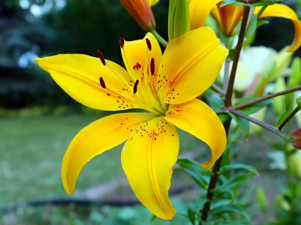 Красивый Цветок Желтой Садовой Лилии Парке — стоковое фото