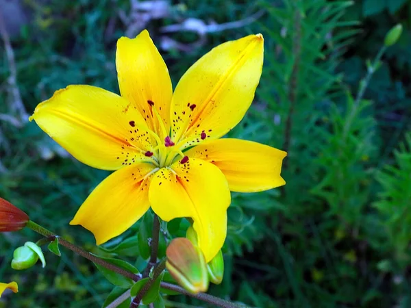 Bela Flor Lírio Jardim Amarelo Área Parque — Fotografia de Stock