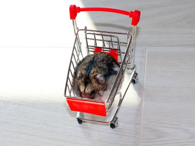 Mağazanın market arabasında oturan komik tüylü hamster.
