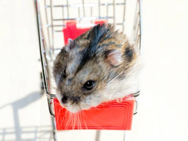 Mağazanın market arabasında oturan komik tüylü hamster.