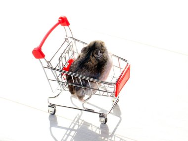 Mağazanın market arabasında oturan komik tüylü hamster.