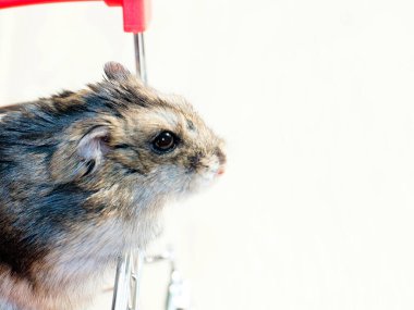 Mağazanın market arabasında oturan komik tüylü hamster.