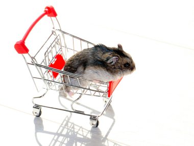 Mağazanın market arabasında oturan komik tüylü hamster.