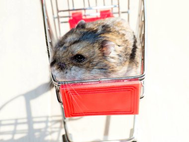 Mağazanın market arabasında oturan komik tüylü hamster.