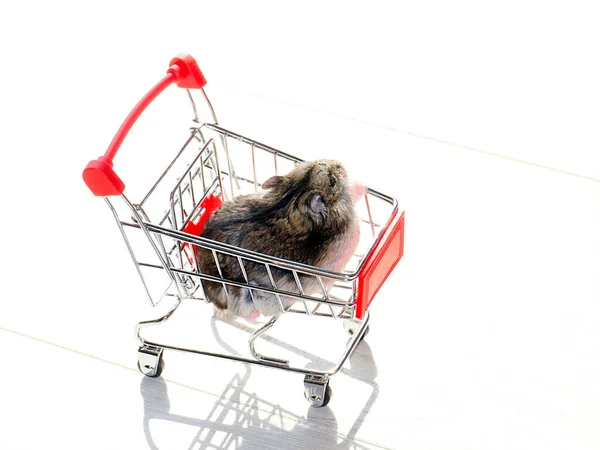 Hamster Fourrure Drôle Assis Dans Chariot Épicerie Boutique — Photo