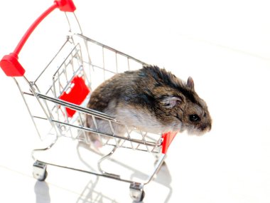 Mağazanın market arabasında oturan komik tüylü hamster.
