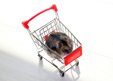 Mağazanın market arabasında oturan komik tüylü hamster.
