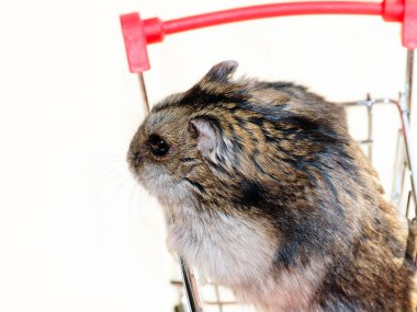 Mağazanın market arabasında oturan komik tüylü hamster.