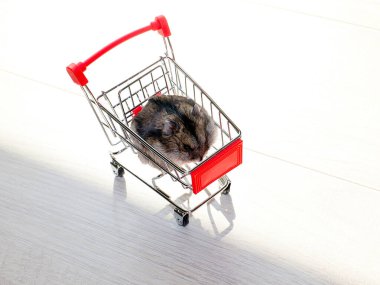 Mağazanın market arabasında oturan komik tüylü hamster.