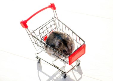 Mağazanın market arabasında oturan komik tüylü hamster.