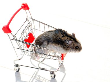 Mağazanın market arabasında oturan komik tüylü hamster.