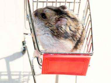 Mağazanın market arabasında oturan komik tüylü hamster.