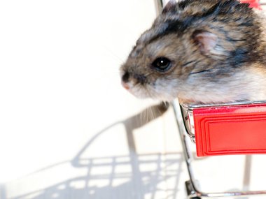 Mağazanın market arabasında oturan komik tüylü hamster.