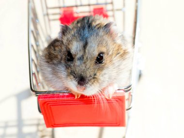 Mağazanın market arabasında oturan komik tüylü hamster.