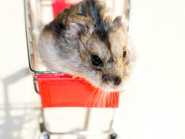 Mağazanın market arabasında oturan komik tüylü hamster.