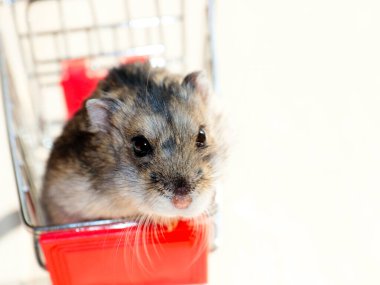 Mağazanın market arabasında oturan komik tüylü hamster.