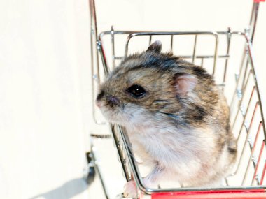 Mağazanın market arabasında oturan komik tüylü hamster.