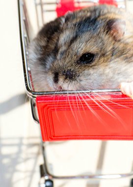 Mağazanın market arabasında oturan komik tüylü hamster.