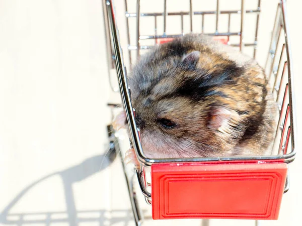 Mağazanın market arabasında oturan komik tüylü hamster.