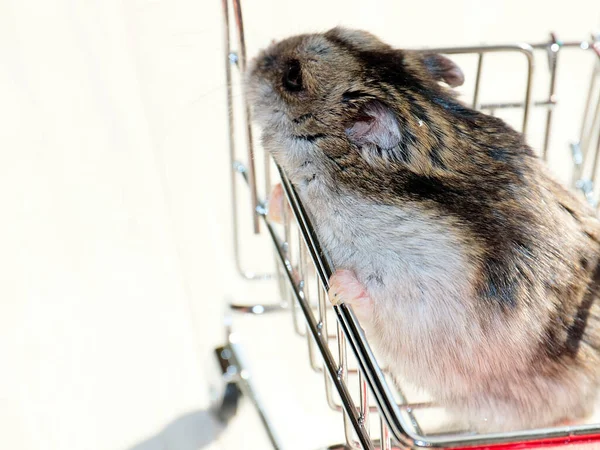 Mağazanın market arabasında oturan komik tüylü hamster.