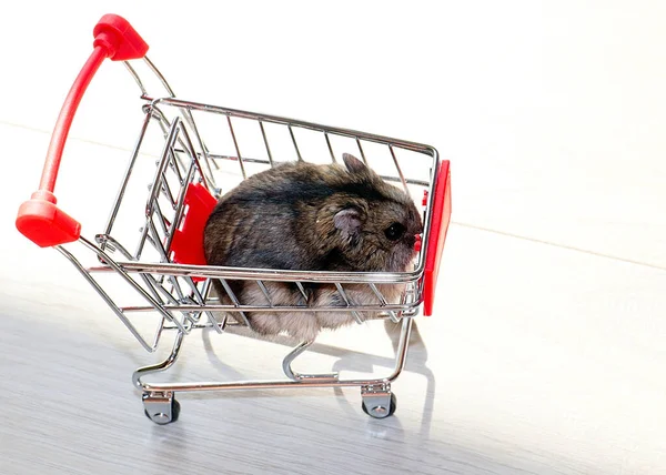Mağazanın market arabasında oturan komik tüylü hamster.
