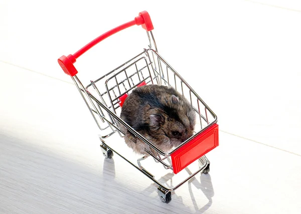 Mağazanın market arabasında oturan komik tüylü hamster.