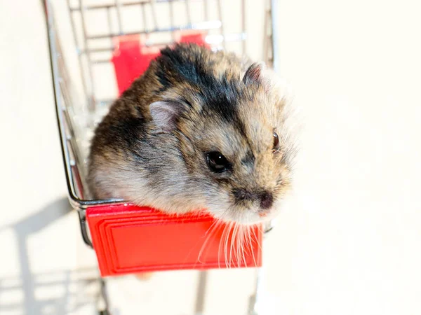 Mağazanın market arabasında oturan komik tüylü hamster.