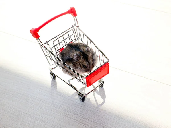 Mağazanın market arabasında oturan komik tüylü hamster.